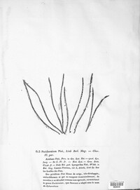 Cronartium pini image